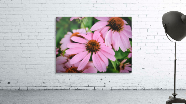 Echinacea Wall Preview