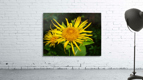 yellow Wall Preview