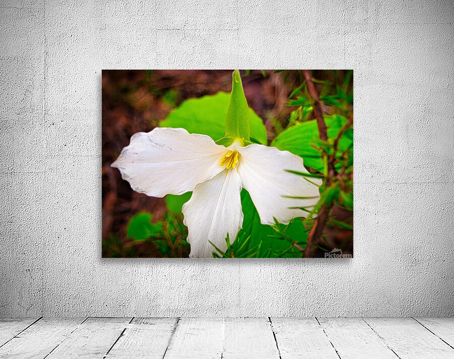 Trillium 1 Wall Preview