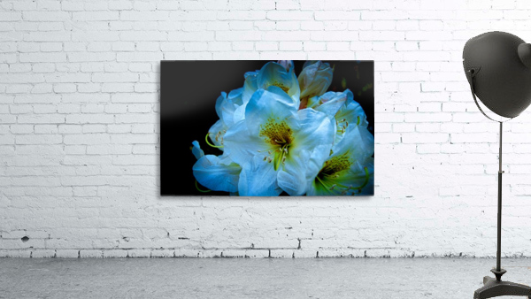 White Flower 3 Wall Preview