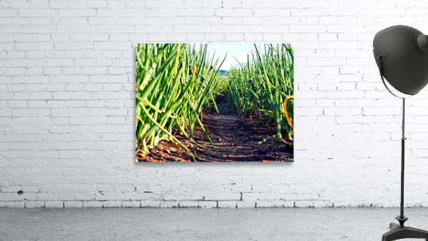 Onion Avenue Wall Preview
