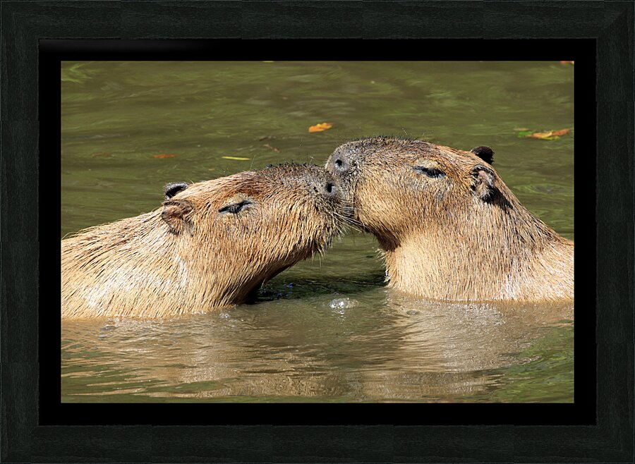Capybara Love Picture Frame print