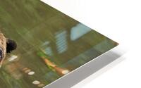 Capybara Love HD Metal print