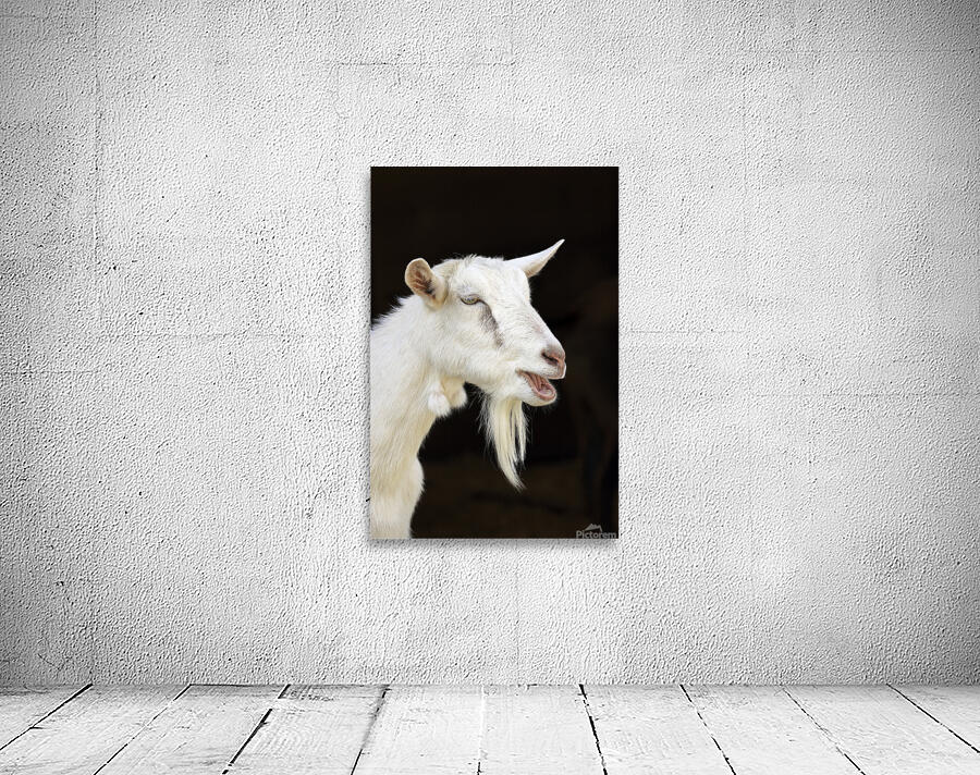 Bleating Goat Wall Preview