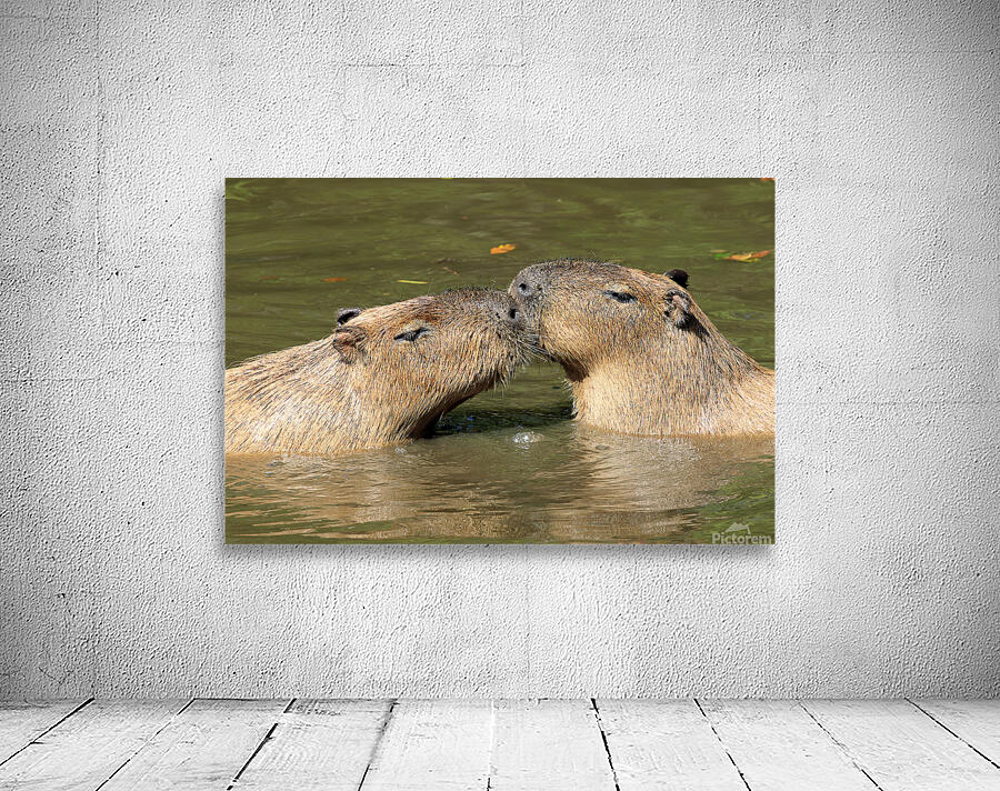 Capybara Love Wall Preview