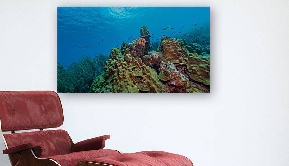 Lush Coral Reef with Tropical Fish by Ken Desloover