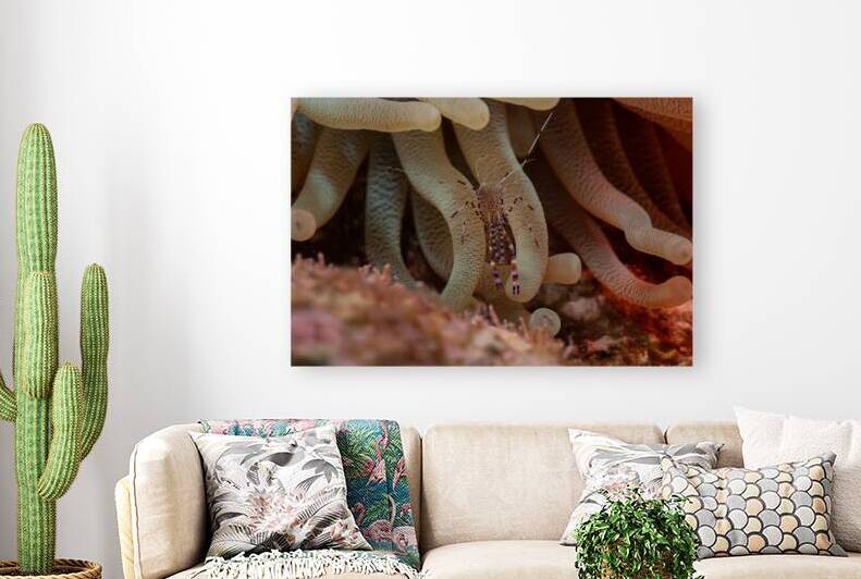 Spotted Cleaner Shrimp Among Sea Anemone by Ken Desloover