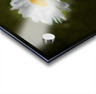 Daisy Digital Art Acrylic print