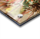 Closeup of Red Cactus Blossom Acrylic print