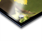 Hummingbird On Yellow Cactus Blossom Triptych Acrylic print