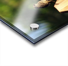 Sparrows on a Fence Acrylic print