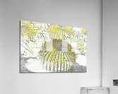 Barrel Cactus Embossed Acrylic Print