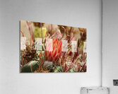 Closeup of Red Cactus Blossom Acrylic Print