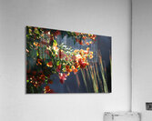 Salmon Bougainvillea in Sunlight Landscape Acrylic Print