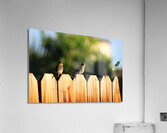 Sparrows on a Fence Acrylic Print