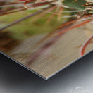 Closeup of Red Cactus Blossom Metal print