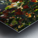 Salmon Bougainvillea in Sunlight Landscape Metal print