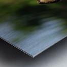 Sparrows on a Fence Metal print