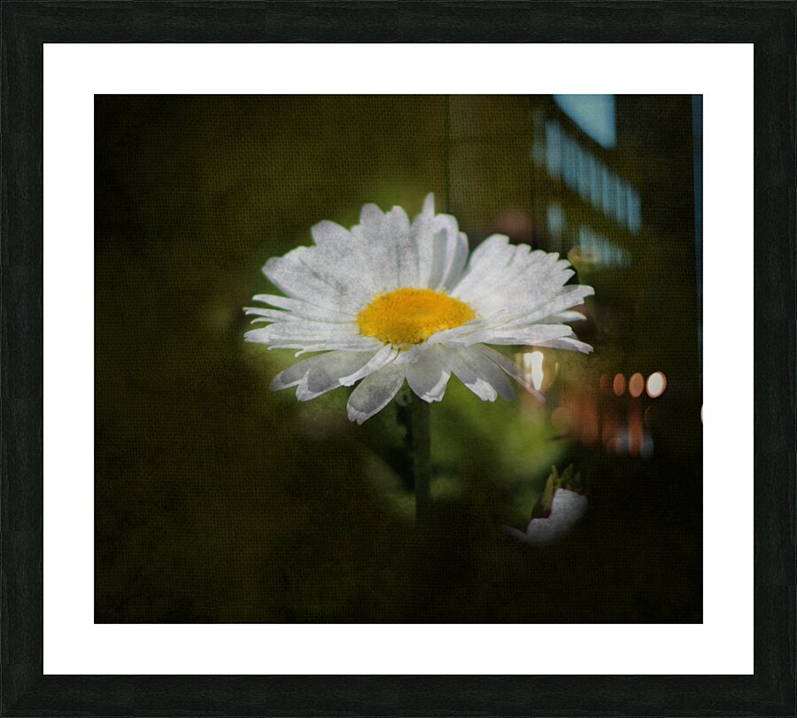 Daisy Digital Art Picture Frame print
