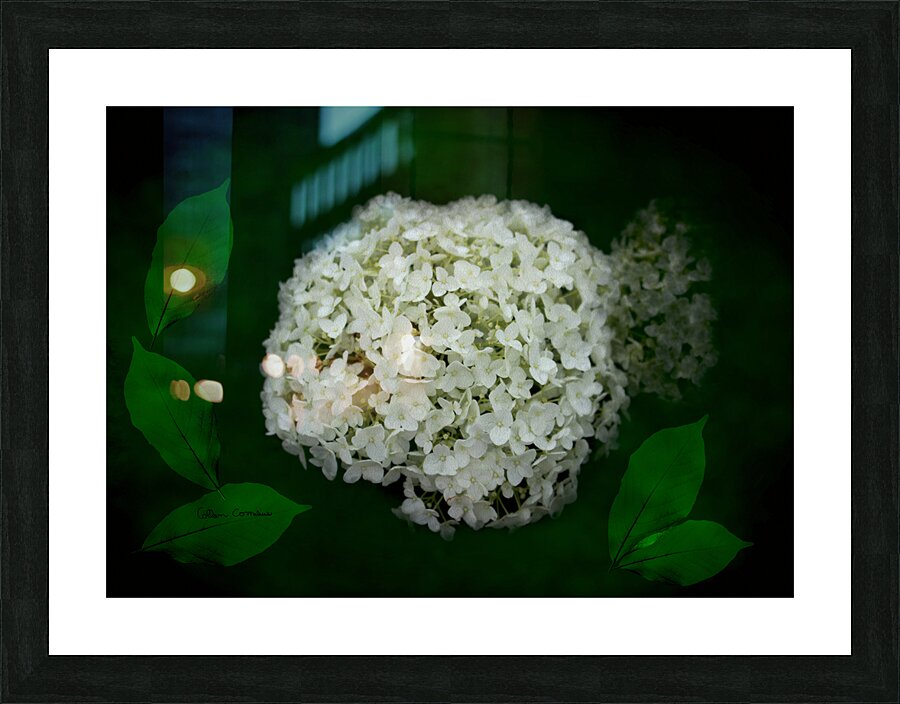 Hydrangea Digital Art Picture Frame print