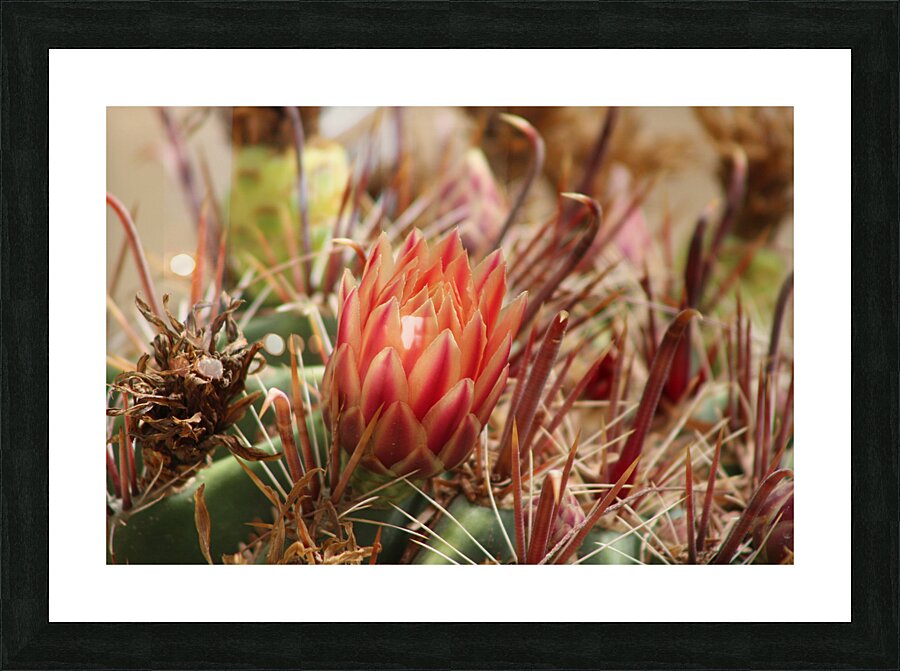 Closeup of Red Cactus Blossom Picture Frame print