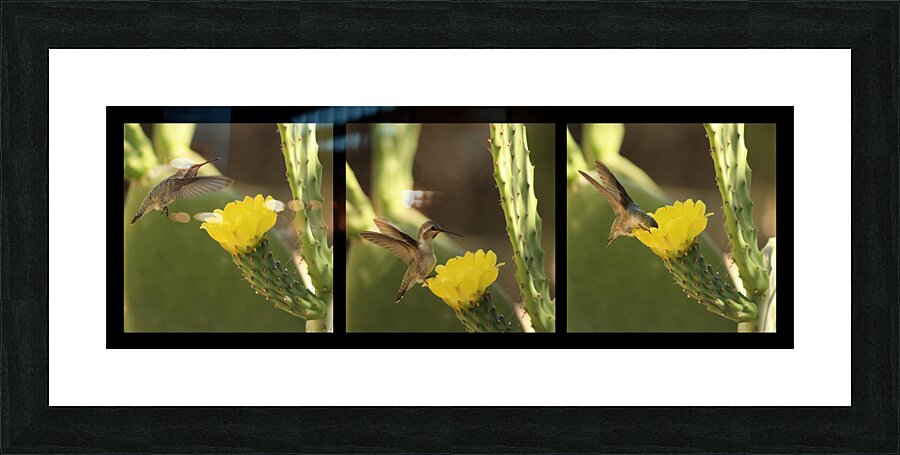 Hummingbird On Yellow Cactus Blossom Triptych Picture Frame print