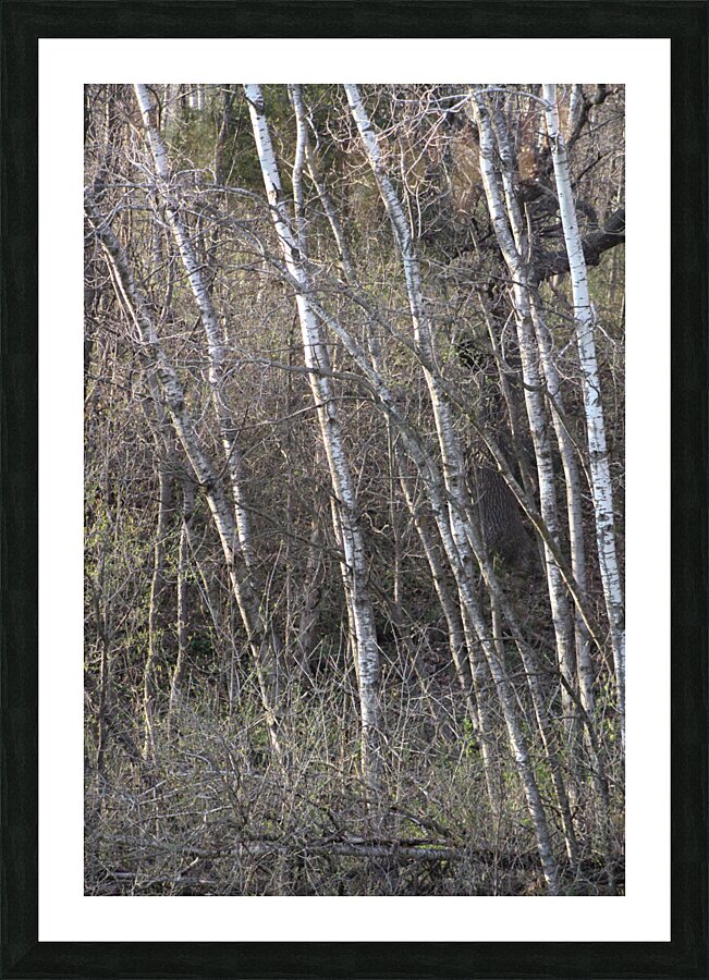 Birch Trees Picture Frame print