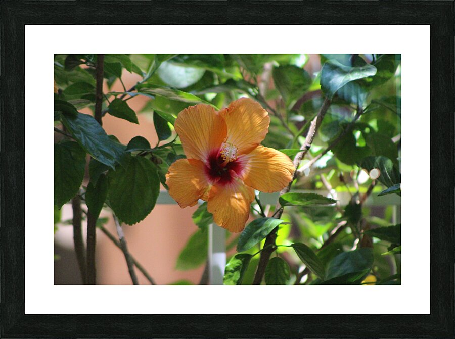 Salmon Hibiscus Picture Frame print