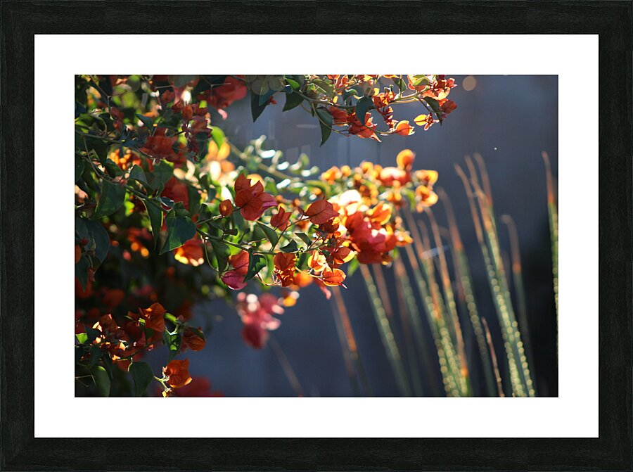Salmon Bougainvillea in Sunlight Landscape Picture Frame print