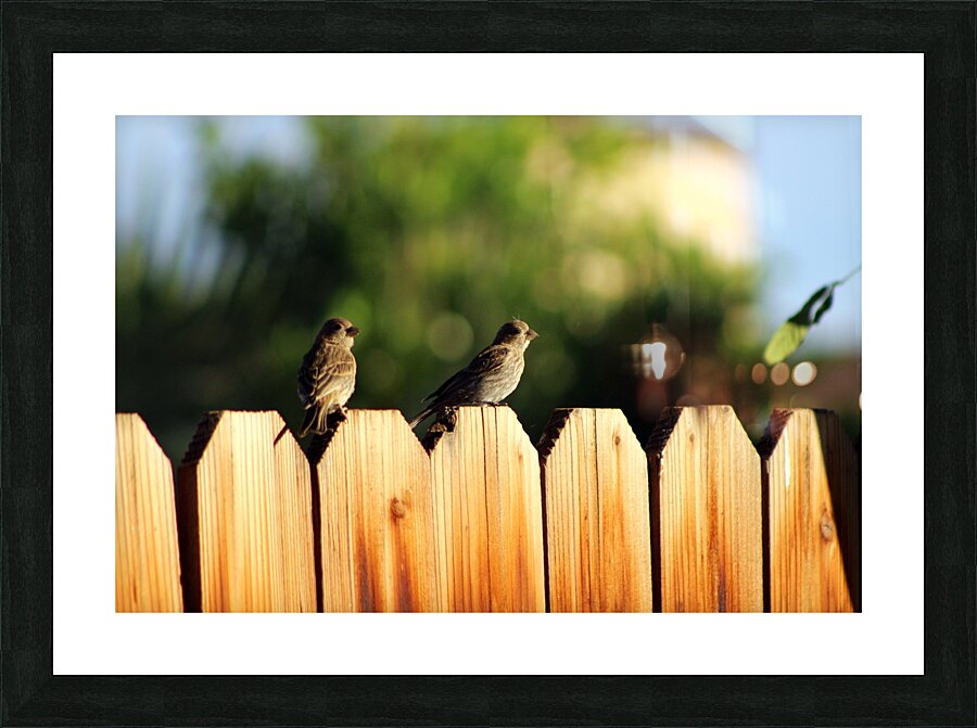 Sparrows on a Fence Picture Frame print
