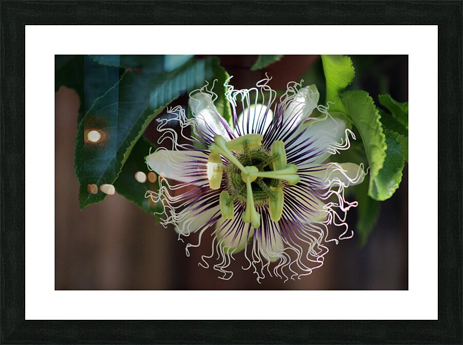 Passion Flower Picture Frame print