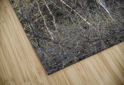 Birch Trees Photography and Digital Art By Colleen puzzle