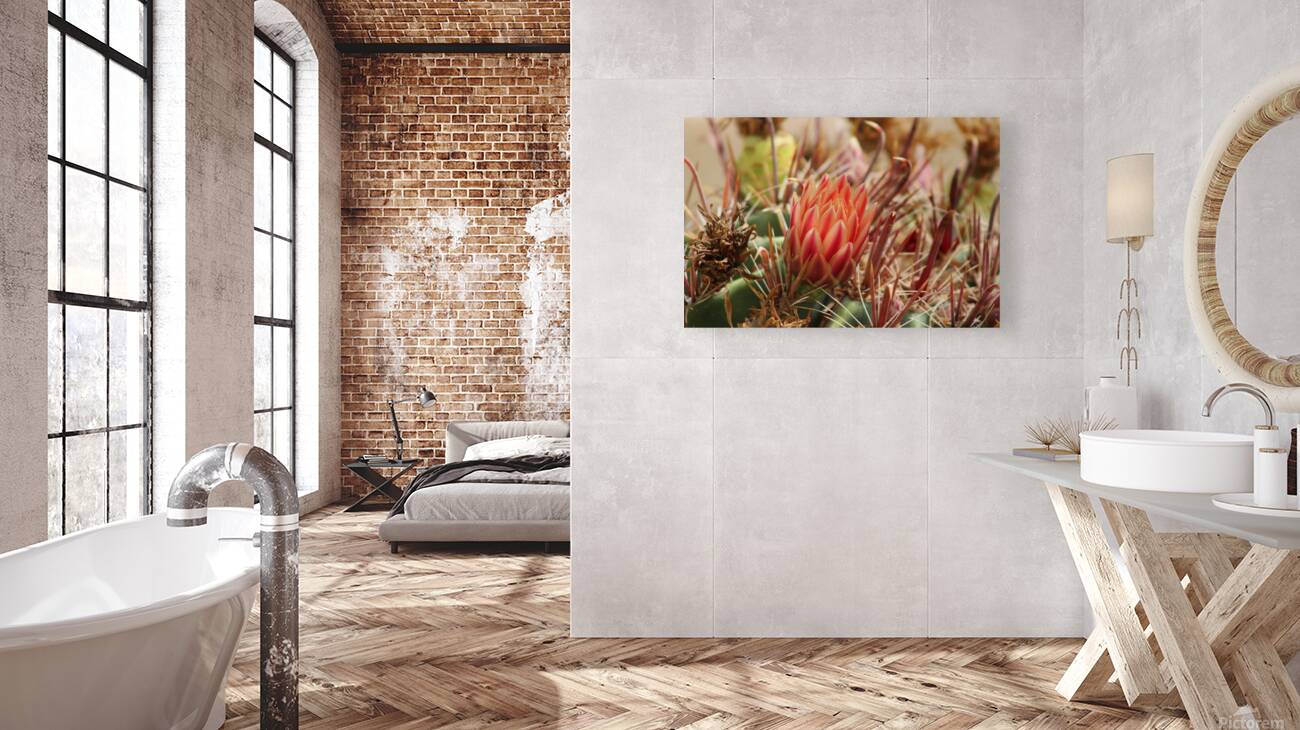 Closeup of Red Cactus Blossom Reproduction