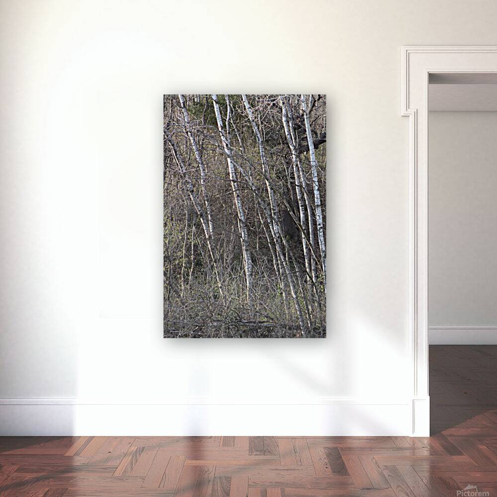 Birch Trees Reproduction