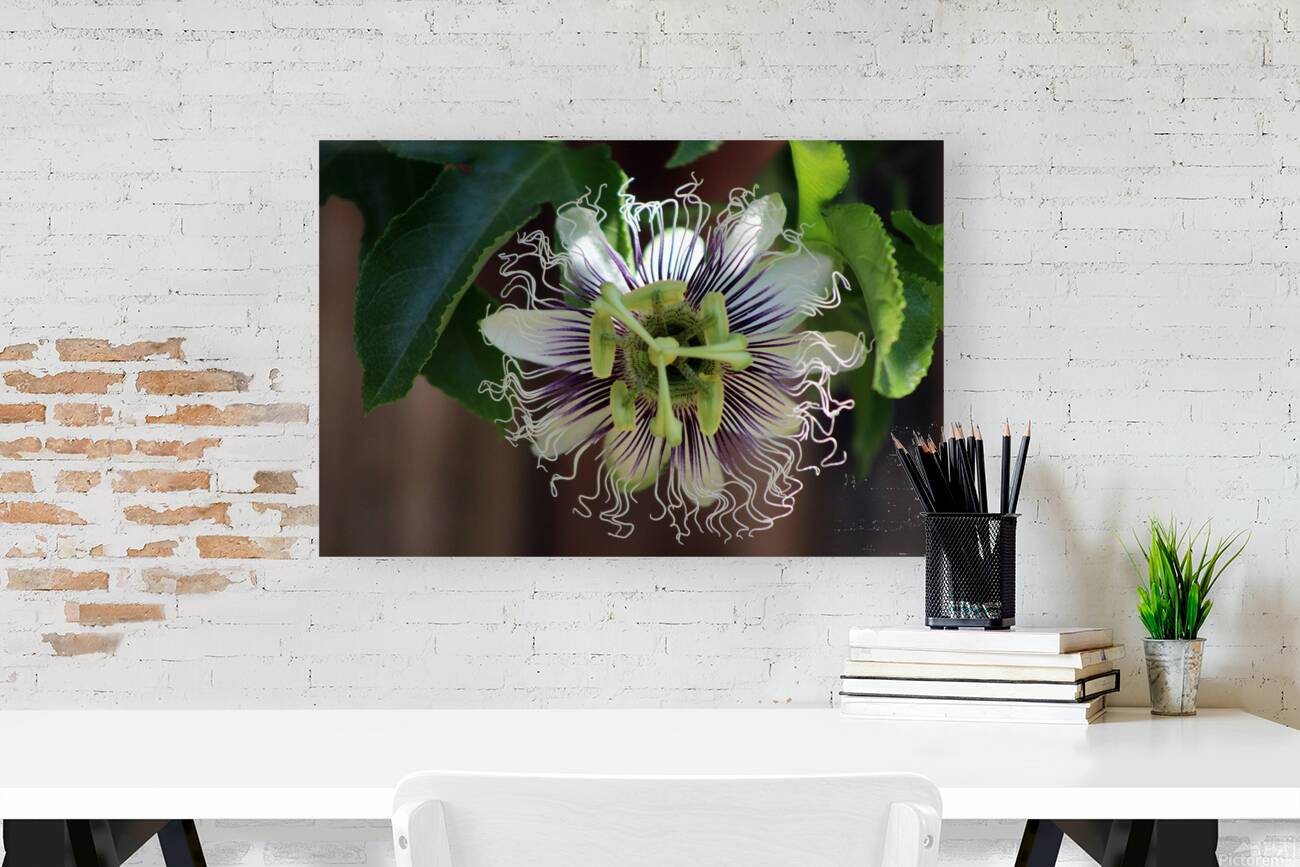 Passion Flower Reproduction