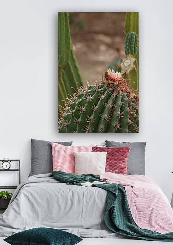 Closeup of Pink Cactus Flower by Photography and Digital Art By Colleen
