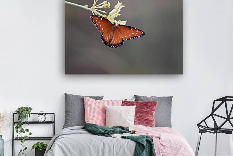 Queen Butterfly on Desert Milkweed by Photography and Digital Art By Colleen