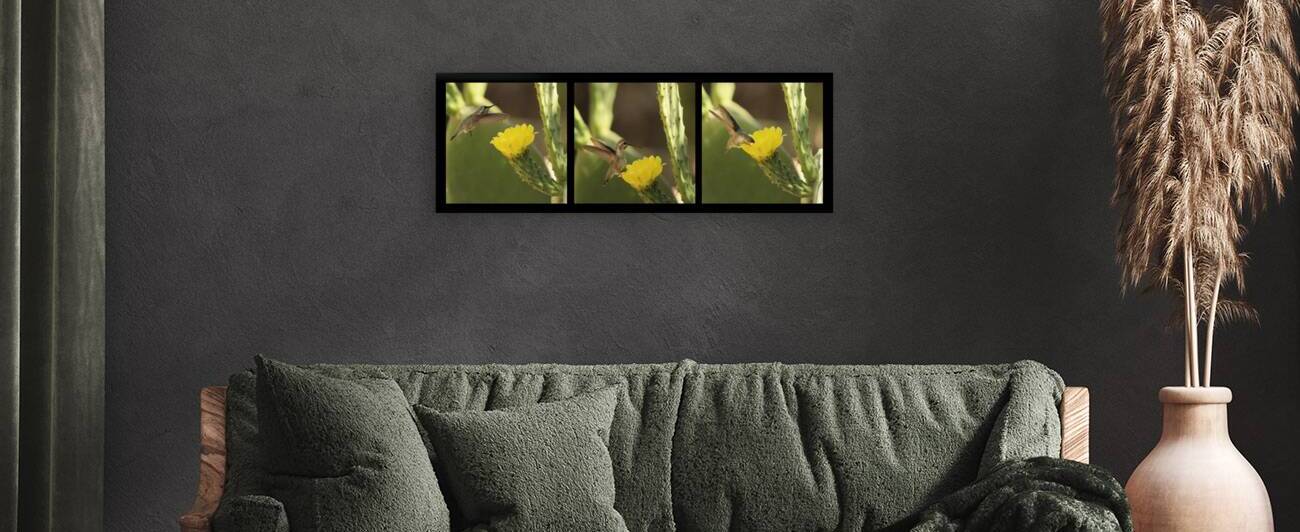 Hummingbird On Yellow Cactus Blossom Triptych by Photography and Digital Art By Colleen