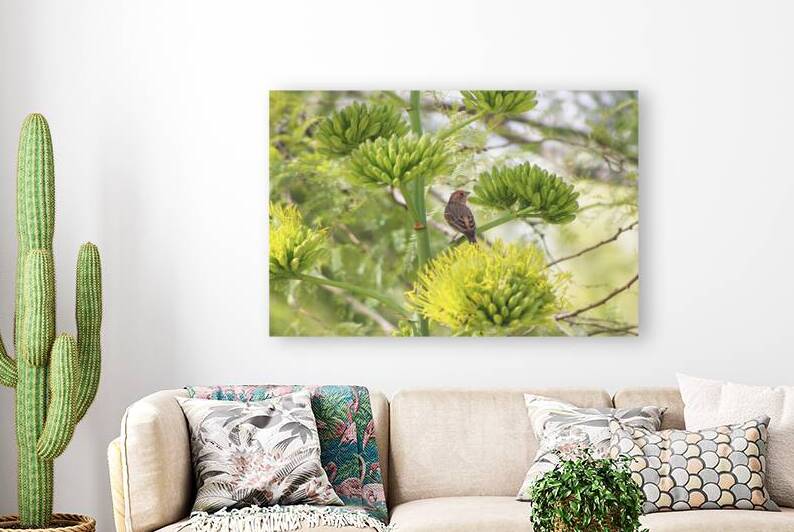 Orange Finch on Agave Blossoms by Photography and Digital Art By Colleen