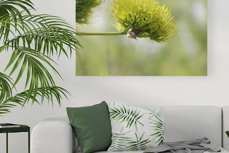 Warbling Vireo Hanging From An Agave Blossom by Photography and Digital Art By Colleen