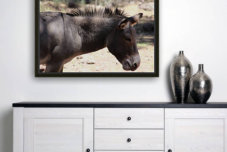 Closeup of Mule - Arizona by Photography and Digital Art By Colleen