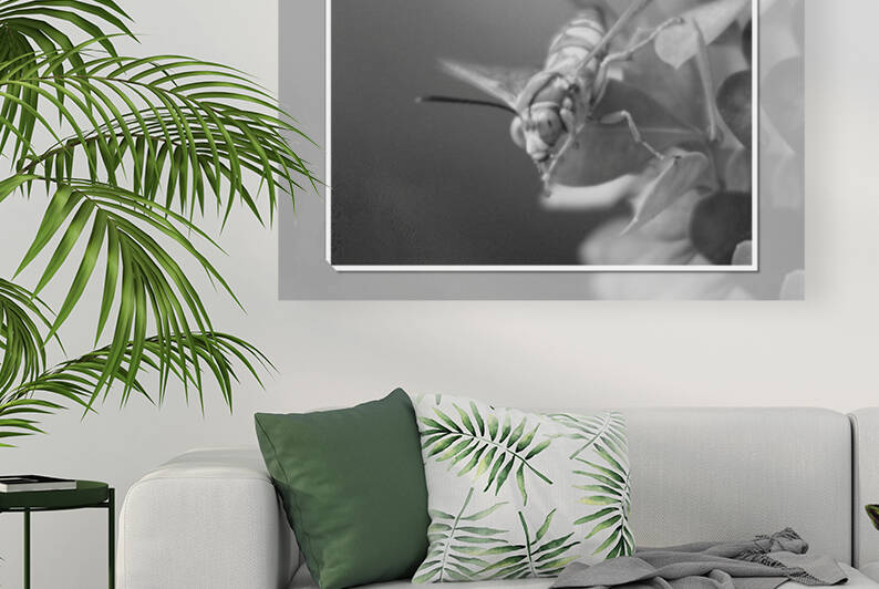Closeup of a Cicada Hornet in Black and White by Photography and Digital Art By Colleen
