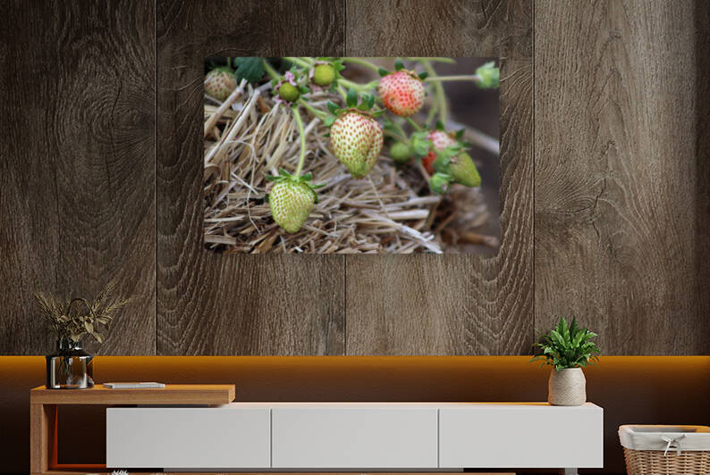 Ripening Strawberries Photograph by Photography and Digital Art By Colleen