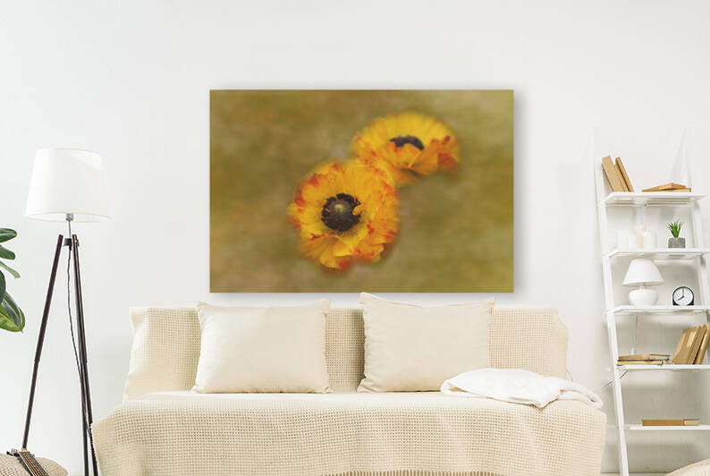 Yellow Ranunculus Digital Art  by Photography and Digital Art By Colleen