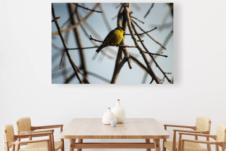 Golden Finch in Tree Palm Desert California by Photography and Digital Art By Colleen