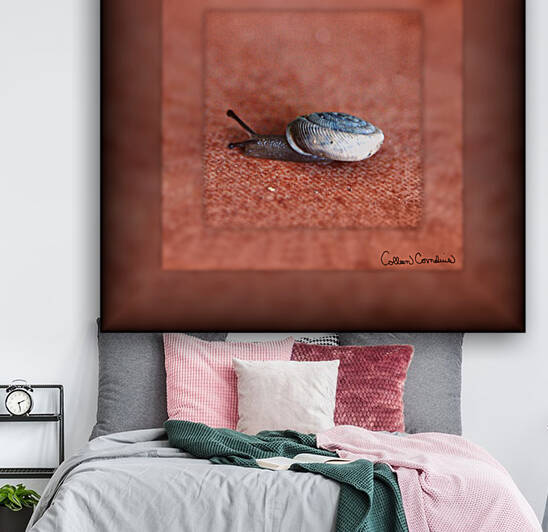 Macro Photograph of Snail on Terracotta Digital Art by Photography and Digital Art By Colleen