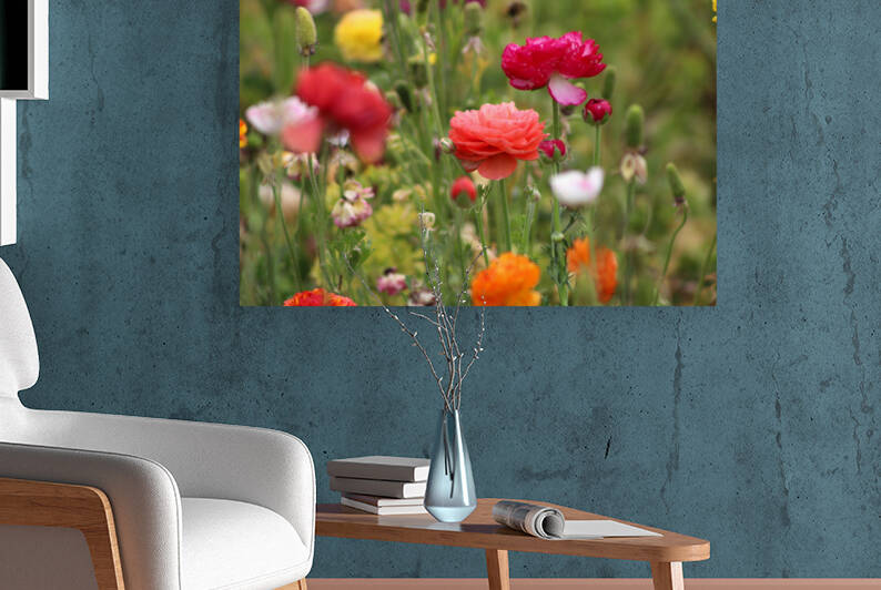 Rainbow of Ranunculus by Photography and Digital Art By Colleen