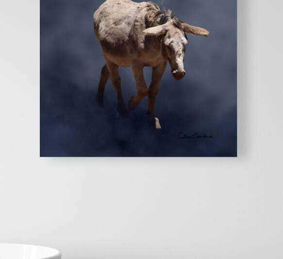 Mule on Smokey Gray Background by Photography and Digital Art By Colleen