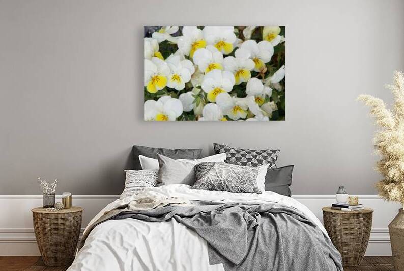 White Pansies After Rain by Photography and Digital Art By Colleen