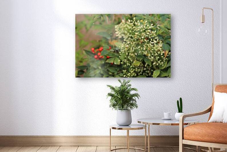 White Flowers Red Berries by Photography and Digital Art By Colleen